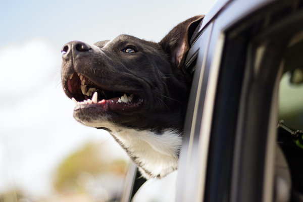 Calming Dog Beds - Dog Looking out Car Window
