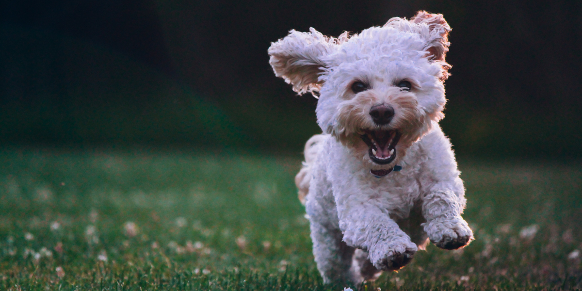 Calming Dog Beds - Happy Dog Running